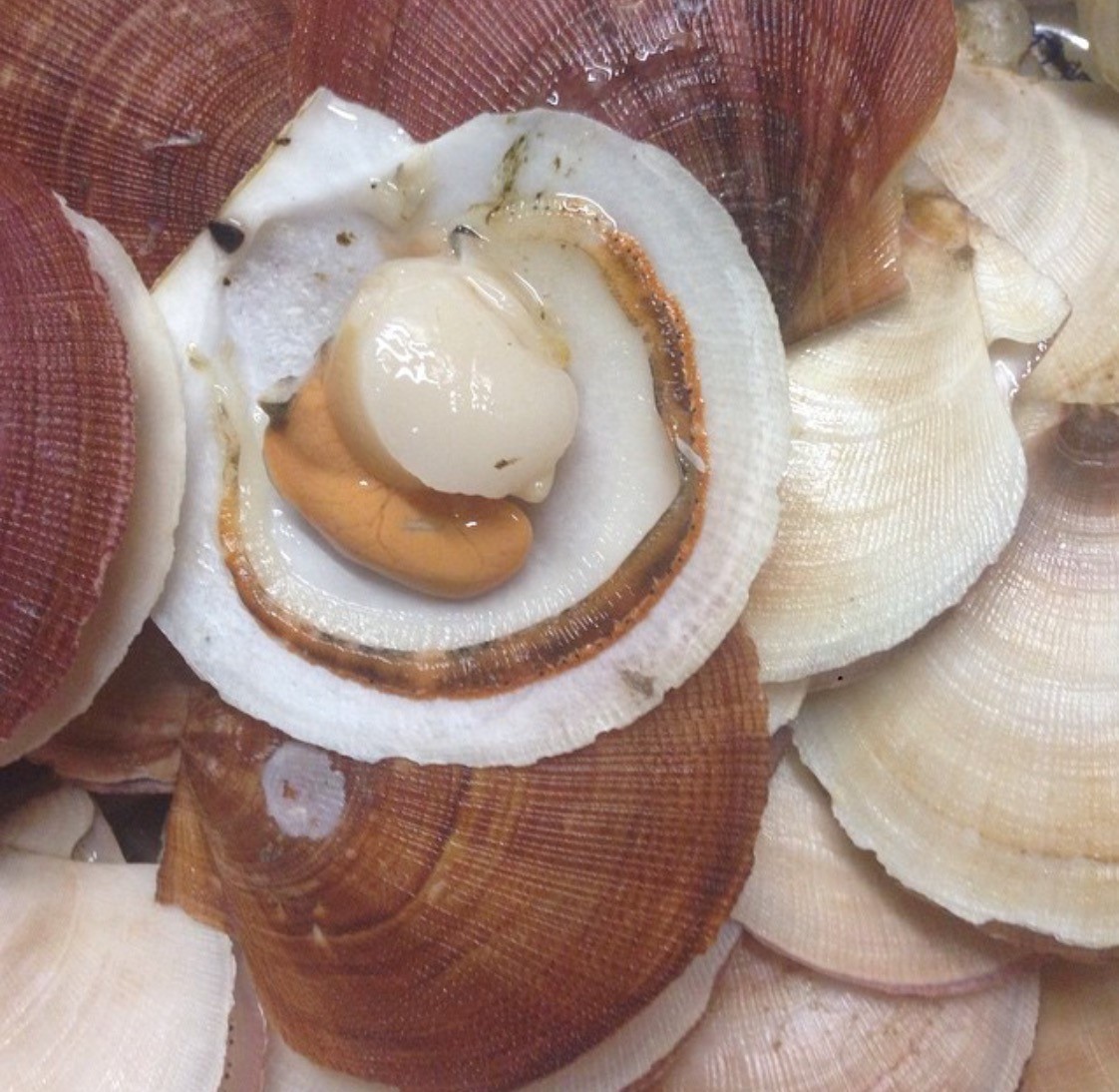 Scallops in Shell Live Scallops Seacore Seafood Products